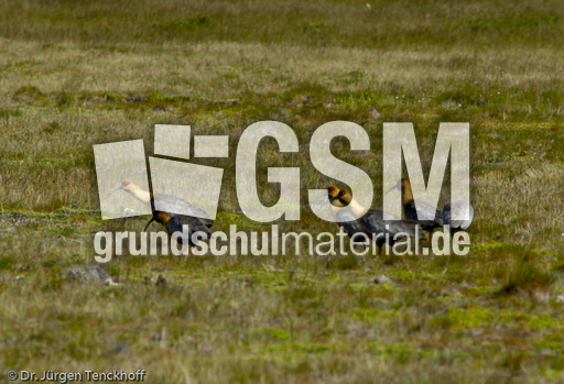 Schwarzzügelibis (9 von 15).jpg